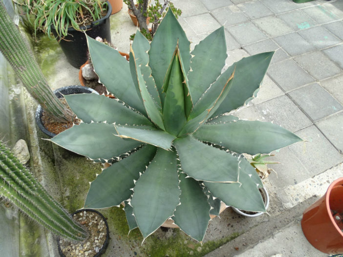 Agave titanota (Rancho Tambor Agave)