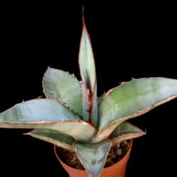 Agave titanota (Rancho Tambor Agave)