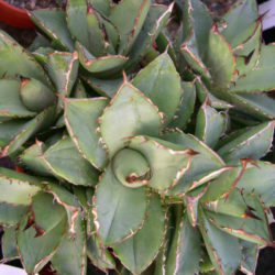 Agave titanota (Chalk Agave) - World of Succulents
