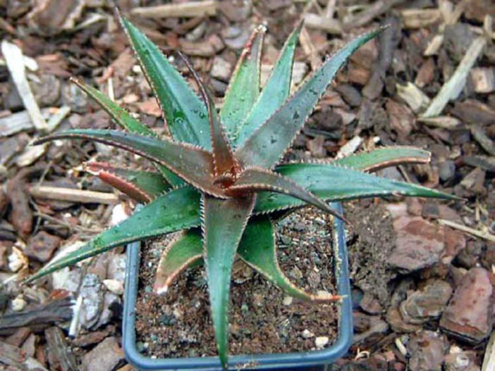 Aloe 'Brass Hat'