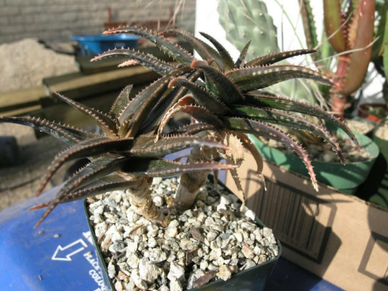 Aloe 'Brass Hat'