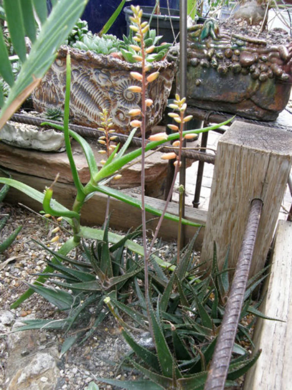 Aloe 'Brass Hat'