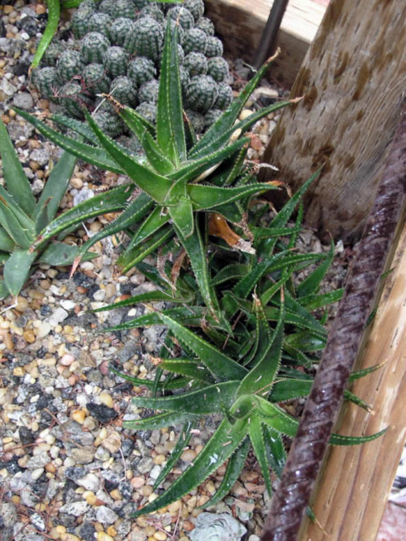 Aloe 'Brass Hat'