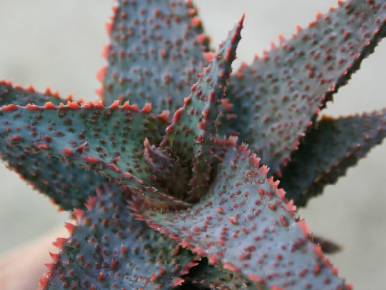 Aloe 'Lavender Star'