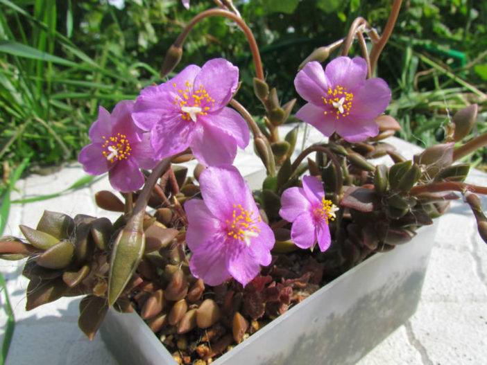 Anacampseros rufescens (Sand Rose)