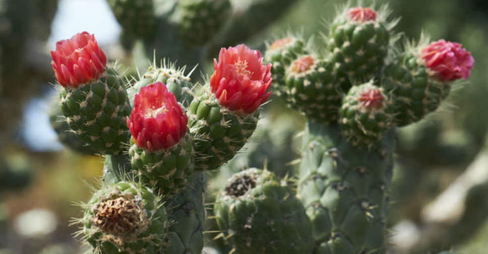 Austrocylindropuntia cylindrica (Cane Cactus) - World of Succulents
