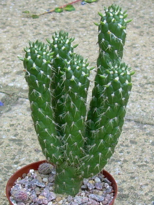 Austrocylindropuntia cylindrica (Cane Cactus)