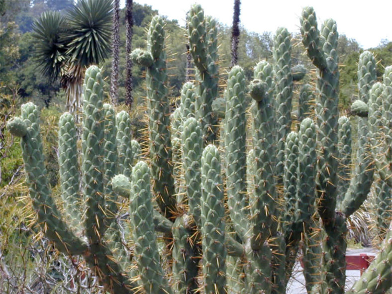 Austrocylindropuntia cylindrica (Cane Cactus)