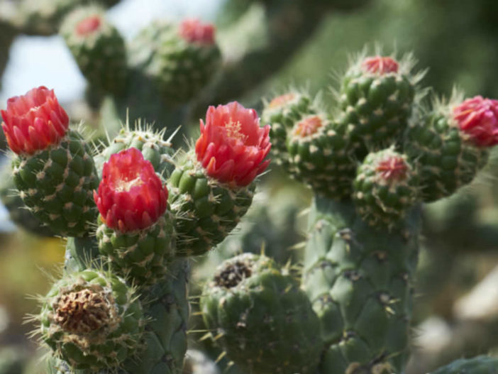 Austrocylindropuntia cylindrica (Cane Cactus)