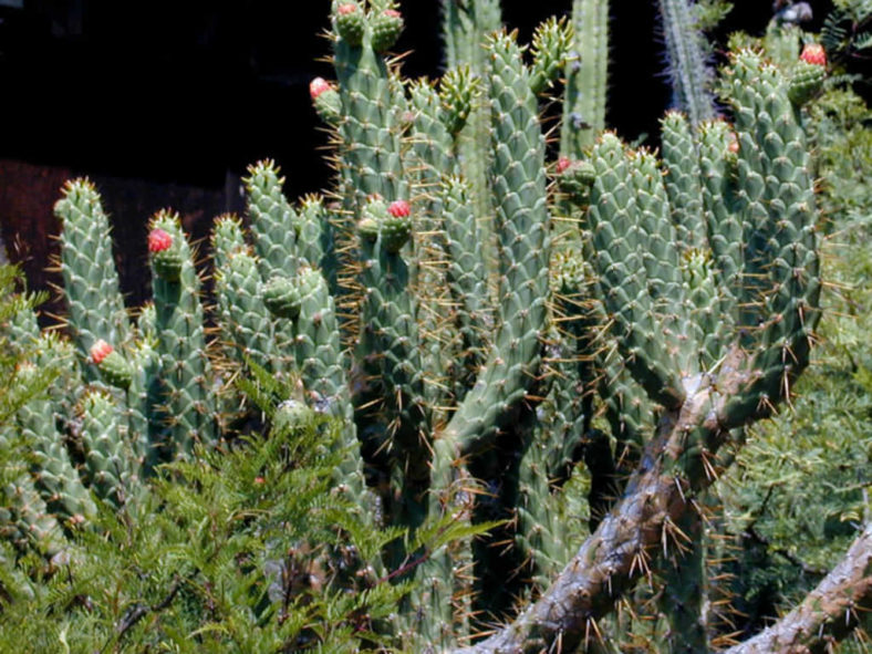 Austrocylindropuntia cylindrica (Cane Cactus)