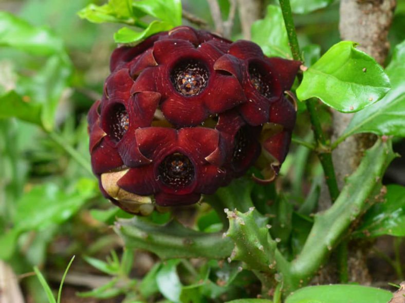 Caralluma indica (Indian Caralluma)