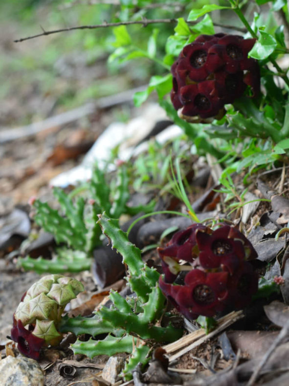Caralluma indica (Indian Caralluma)