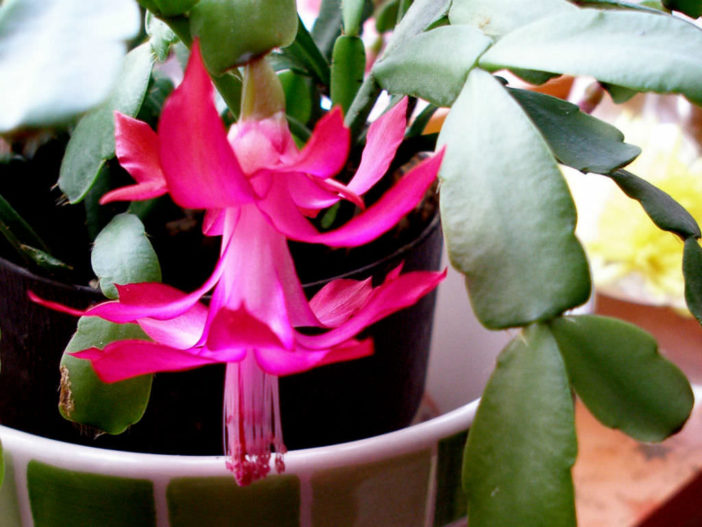 Christmas Cactus Leaves Turn Red