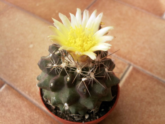 Copiapoa humilis - World of Succulents