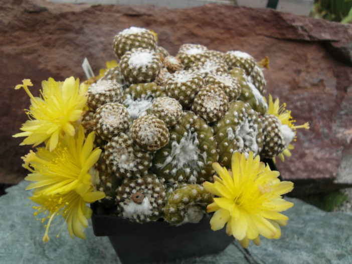 Care Copiapoa laui