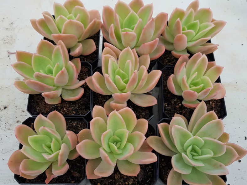 Echeveria 'Golden Glow' (Golden Hens and Chicks)