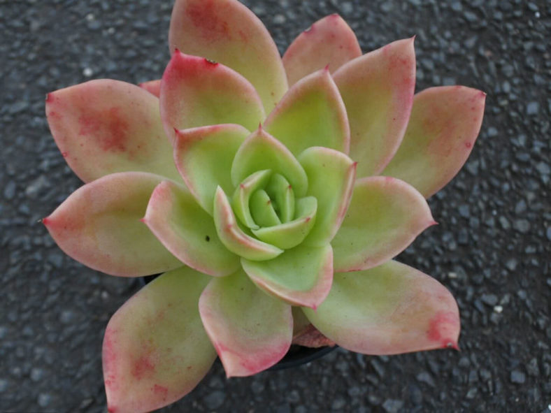 Echeveria 'Golden Glow' (Golden Hens and Chicks)