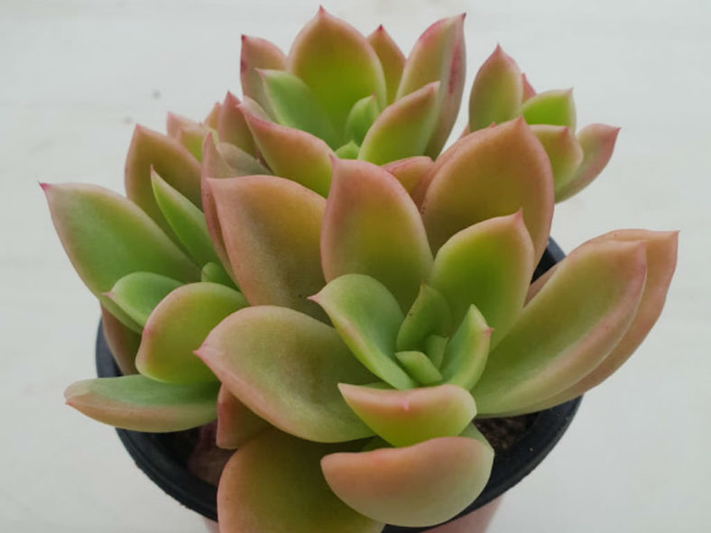 Echeveria 'Golden Glow' (Golden Hens and Chicks)