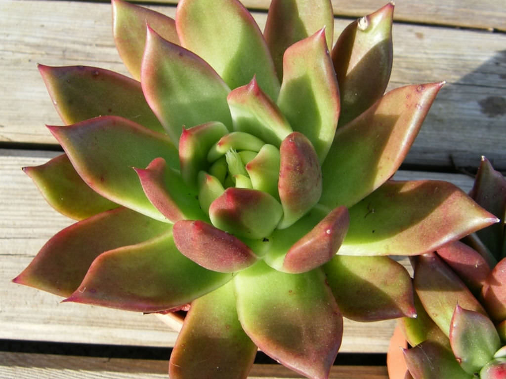 Echeveria 'Margaret Martin'