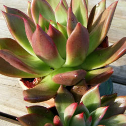 Echeveria 'Margaret Martin'