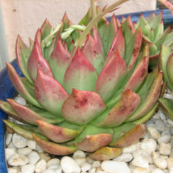 Echeveria 'Margaret Martin'