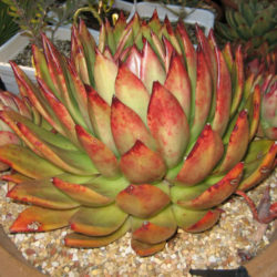 Echeveria 'Margaret Martin'
