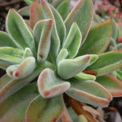 Echeveria 'Pulvicox'