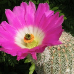 Echinocereus rigidissimus (Arizona Rainbow Cactus)