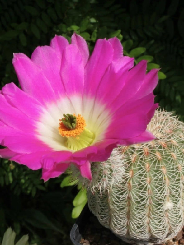 Echinocereus rigidissimus (Arizona Rainbow Cactus)