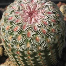 Echinocereus rigidissimus (Arizona Rainbow Cactus)