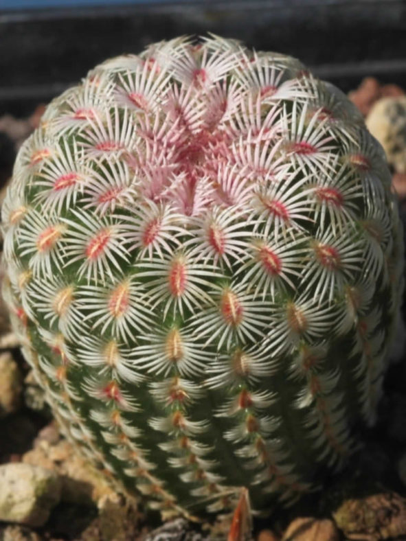 Echinocereus rigidissimus (Arizona Rainbow Cactus)