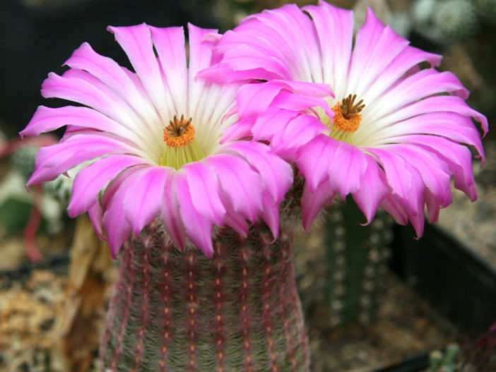 Echinocereus rigidissimus (Arizona Rainbow Cactus)
