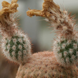 Echinocereus rigidissimus (Arizona Rainbow Cactus)