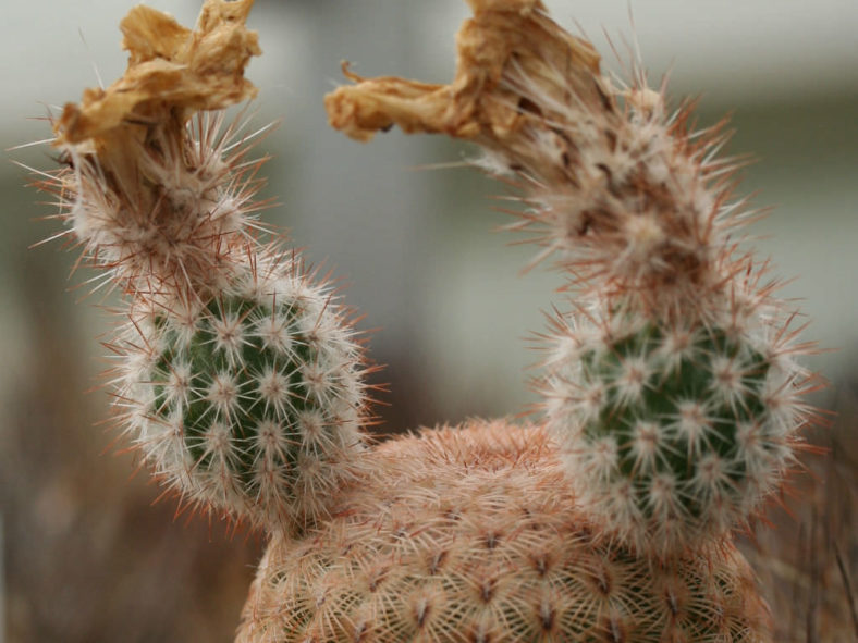 Echinocereus rigidissimus (Arizona Rainbow Cactus)