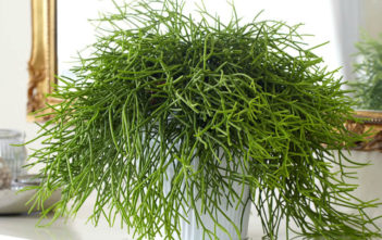 What are Epiphytic Cacti? Epiphytic Cacti