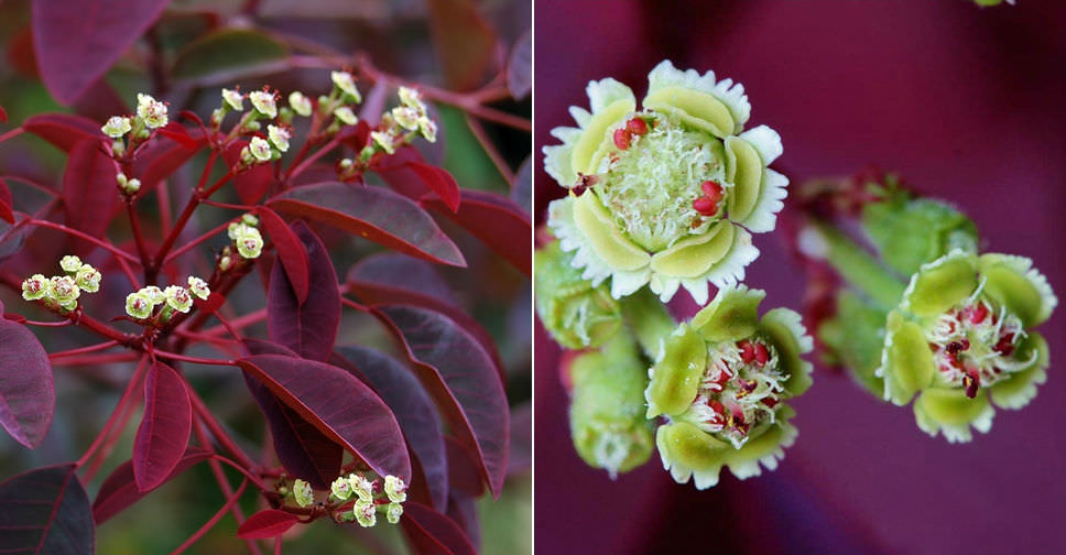Euphorbia cotinifolia (Caribbean Copper Plant) World of Succulents