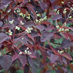 Euphorbia cotinifolia (Caribbean Copper Plant)