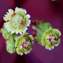 Euphorbia cotinifolia (Caribbean Copper Plant)