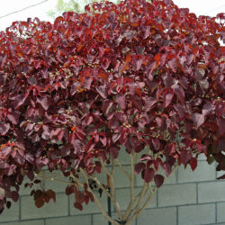 Euphorbia cotinifolia (Caribbean Copper Plant)