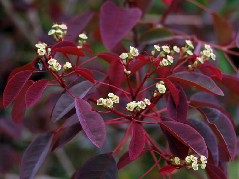 Euphorbia cotinifolia (Caribbean Copper Plant)