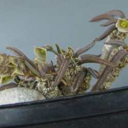 Euphorbia cylindrifolia