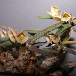 Euphorbia cylindrifolia