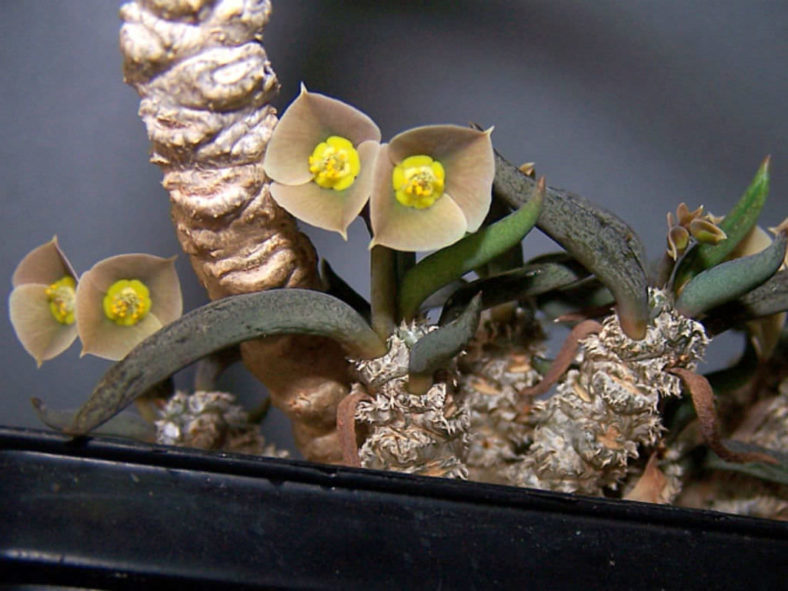 Euphorbia cylindrifolia