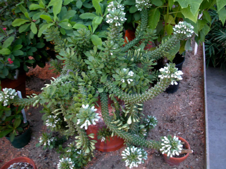 Euphorbia lugardiae