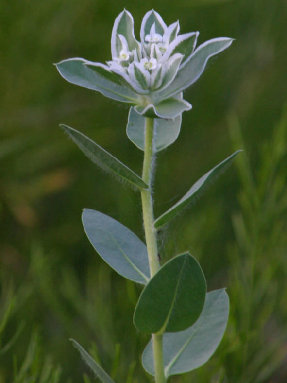 Euphorbia marginata (Snow on the Mountain)