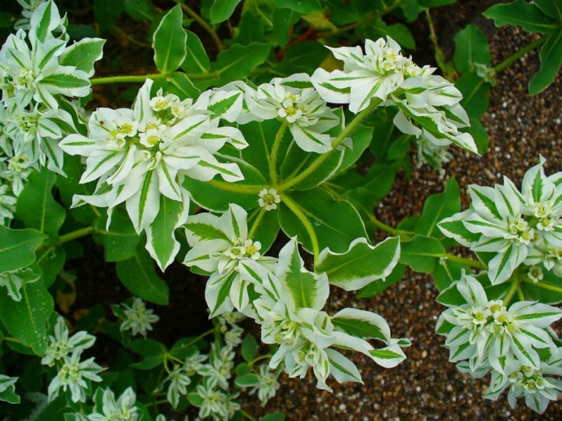 Euphorbia marginata (Snow on the Mountain)