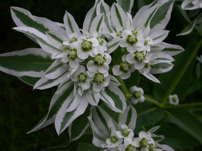 Euphorbia marginata (Snow on the Mountain)