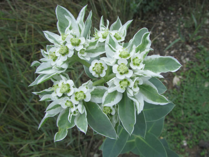 Euphorbia marginata (Snow on the Mountain)