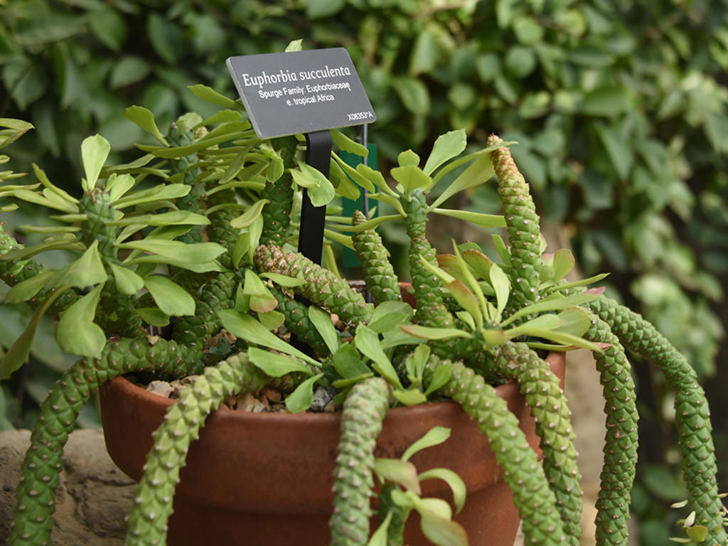 Euphorbia succulenta - World of Succulents