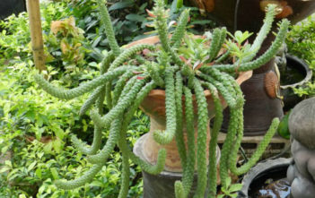 Euphorbia Page 3 Of 10 World Succulents Euphorbia Succulenta